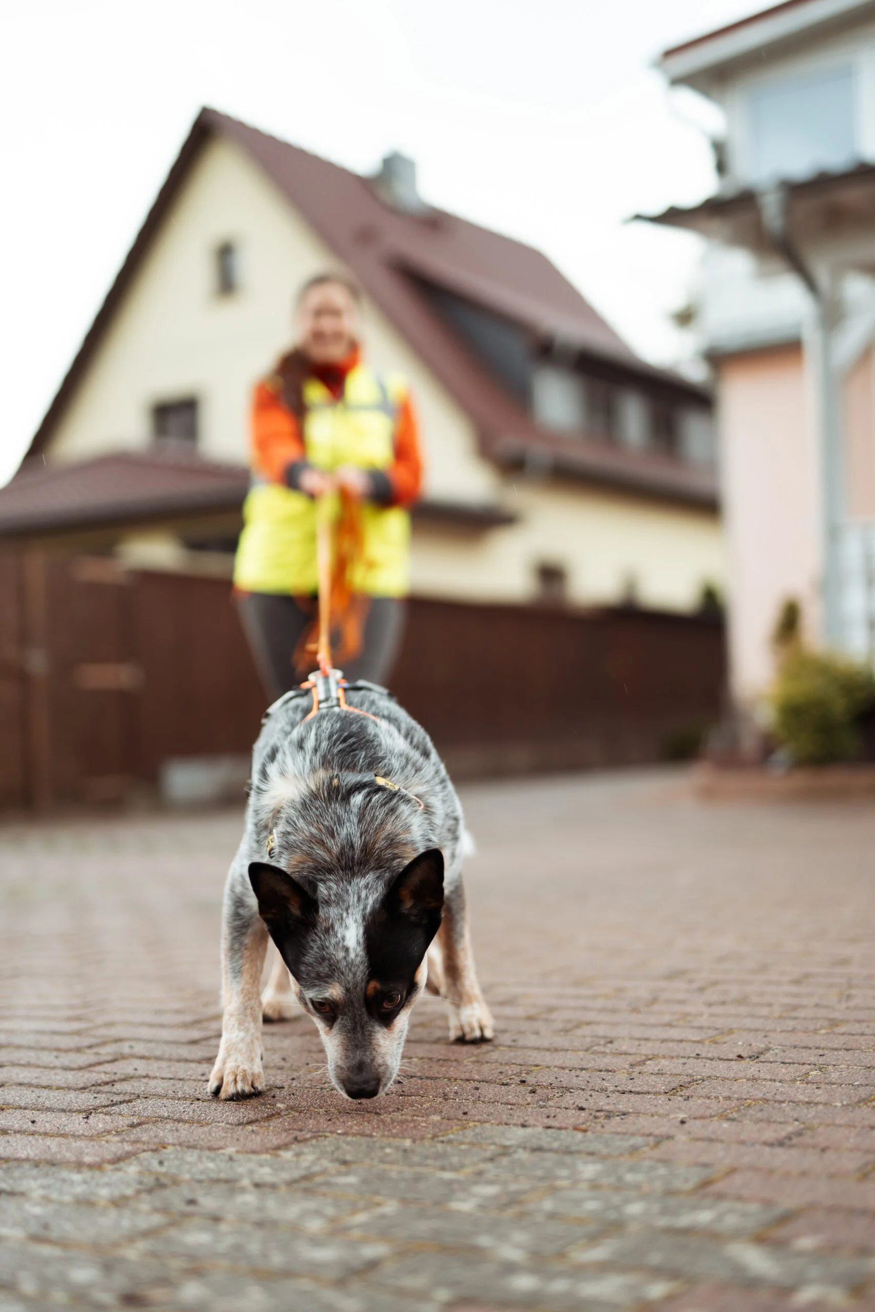 Mantrailing Barnim Brandenburg