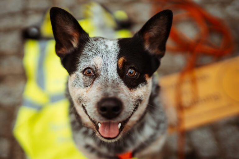 Hundetrainer Barnim